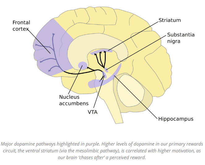 an image of what gamification does to the brain 
